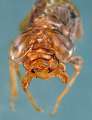 Aeshna affinis exuvie
